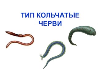 Презентация по биологии на тему Тип Кольчатые черви (8 класс)