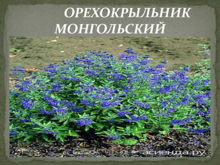 ОРЕХОКРЫЛЬНИК      МОНГОЛЬСКИЙ