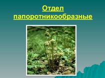 Презентация по теме: Папоротники для СПО