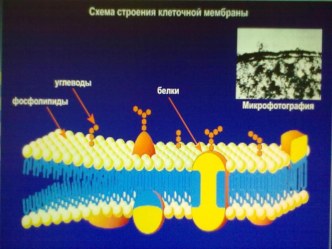 Урок Плазмолиз и деплазмолиз.