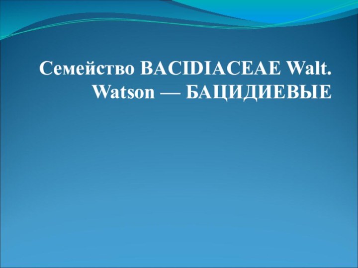 Семейство BACIDIACEAE Walt. Watson — БАЦИДИЕВЫЕ