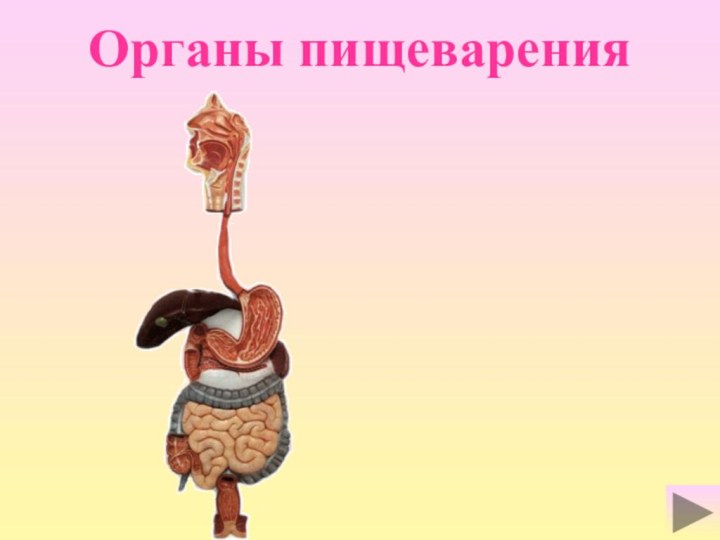 Органы пищеварения