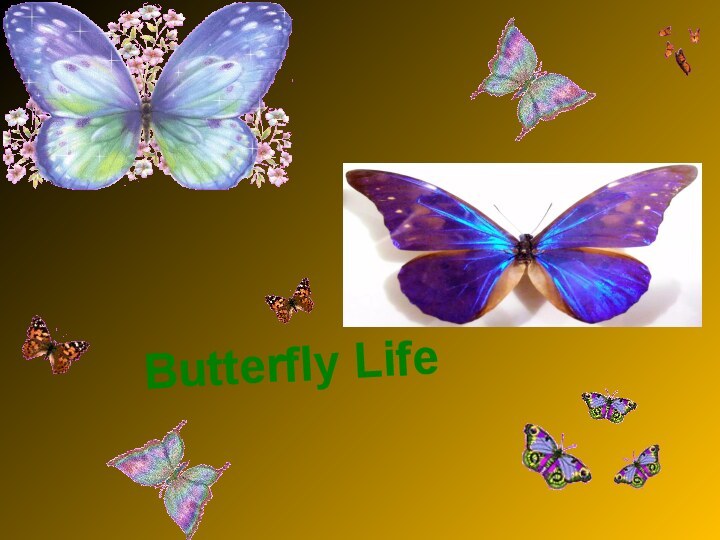 Butterfly Life