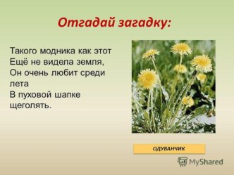 Презентация к уроку литературного чтения З.Воскресенская. Одуванчик