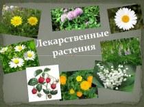 Лекарственные растения(3 класс)