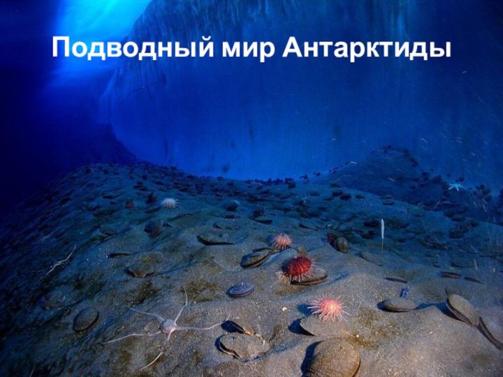 Подводный мир Антарктиды