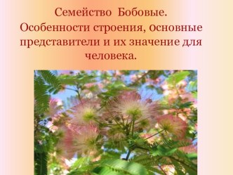 Презентация по биологии на тему:Семейство Бобовые. Особенности строения, основные представители и их значение для человека.