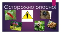 Презентация к классному часу по охране жизни и здоровья детей Осторожно: опасные растения, грибы, насекомые!