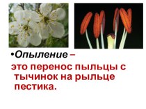 Презентация к уроку естествознания в 7 классе на тему Опыление цветков