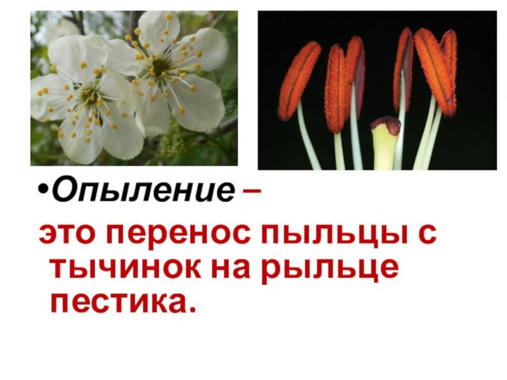 Опыление – это перенос пыльцы с тычинок на рыльце пестика.