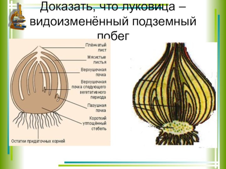 Доказать, что луковица – видоизменённый подземный побег