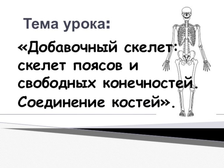 Тема урока:«Добавочный скелет: скелет поясов и свободных конечностей. Соединение костей».