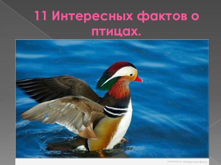11 Интересных фактов о птицах.