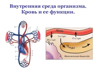 Презентация по биологии на тему: Внутренняя среда организма человека. Состав и функции крови. (8 класс)