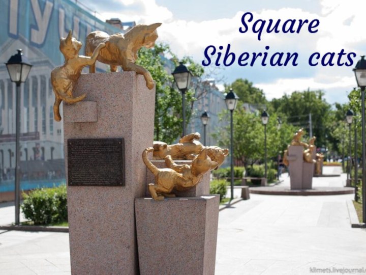 Square Siberian cats