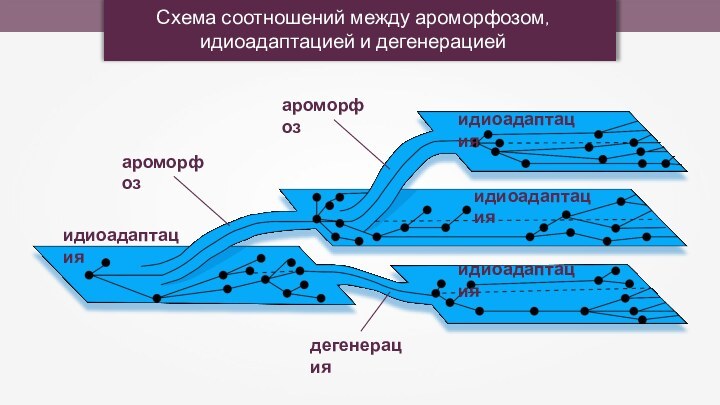 Схема соотношений между ароморфозом, идиоадаптацией и дегенерациейидиоадаптацияидиоадаптацияидиоадаптацияидиоадаптация