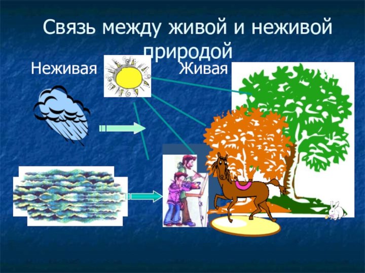 Связь между живой и неживой природойНеживая 				  Живая