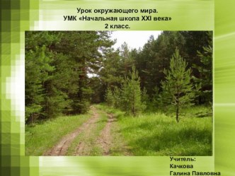 Презентация к уроку окружающему миру Многоярусный лес