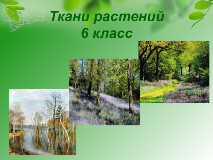 Ткани растений 6 класс