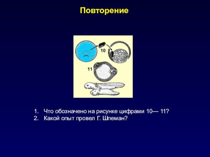 ПовторениеЧто обозначено на рисунке цифрами 10— 11?Какой опыт провел Г. Шпеман?