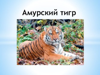 Амурский тигр - животное из красной книги