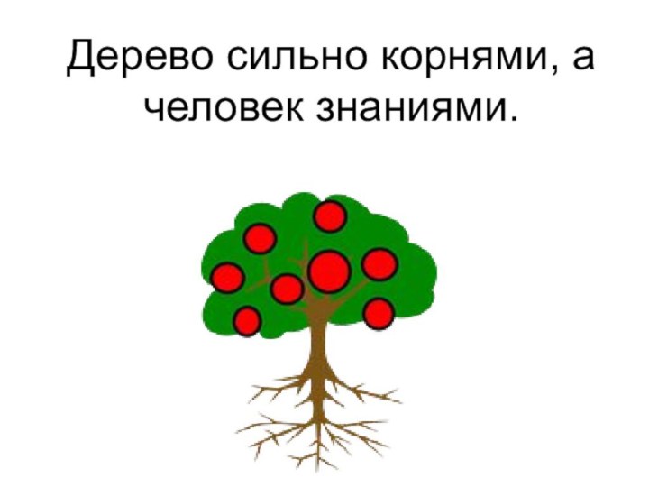 Дерево сильно корнями, а человек знаниями.