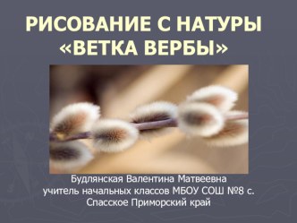 Рисование с натурыВетка вербы