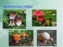 Презентация по биологии на тему Шляпочные грибы