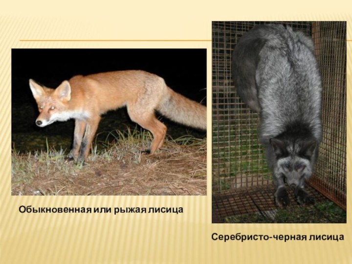 Обыкновенная или рыжая лисицаСеребристо-черная лисица