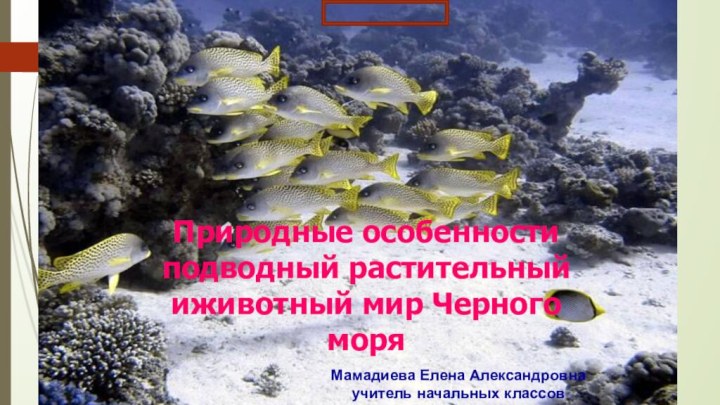 Природные особенности подводный растительный иживотный мир Черного моряМамадиева Елена Александровна