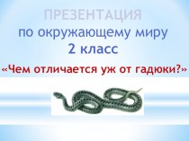 Презентация по окружающему миру Чем отличается уж от гадюки? (2 класс)