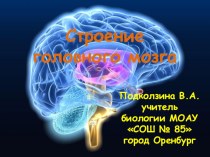 Презентация по биологии на тему: Строение головного мозга (8 класс)