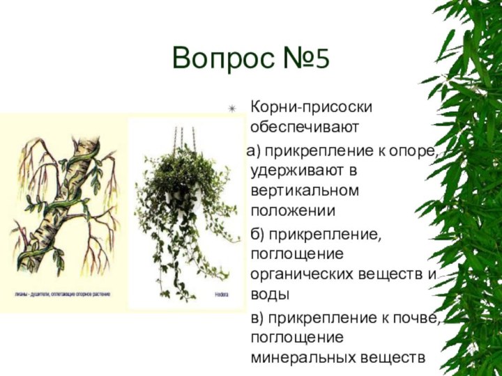 Вопрос №5Корни-присоски обеспечивают  а) прикрепление к опоре, удерживают в вертикальном положении