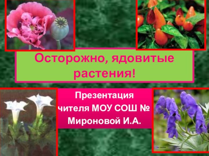 Осторожно, ядовитые растения!Презентация учителя МОУ СОШ № 3Мироновой И.А.