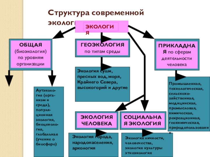 Структура современной экологииЭКОЛОГИЯОБЩАЯ (биоэкология) по уровням организацииГЕОЭКОЛОГИЯ по типам средыПРИКЛАДНАЯ по сферам