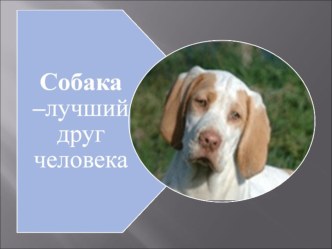 Презентация к сочинению о кошке