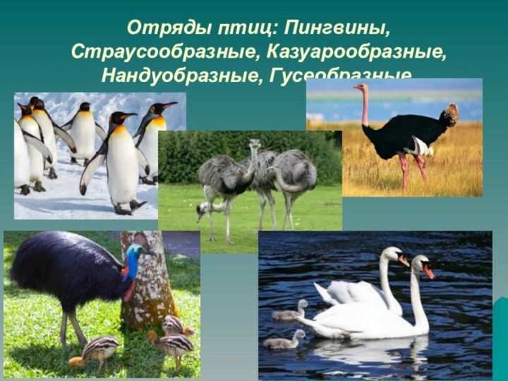 Отряды птиц: Пингвины, Страусообразные, Казуарообразные, Нандуобразные, Гусеобразные.