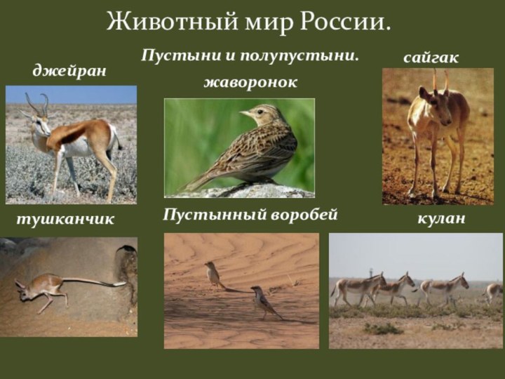 Животный мир России.Пустыни и полупустыни.джейранжавороноксайгактушканчикПустынный воробейкулан