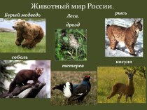 Урок Животный мир России