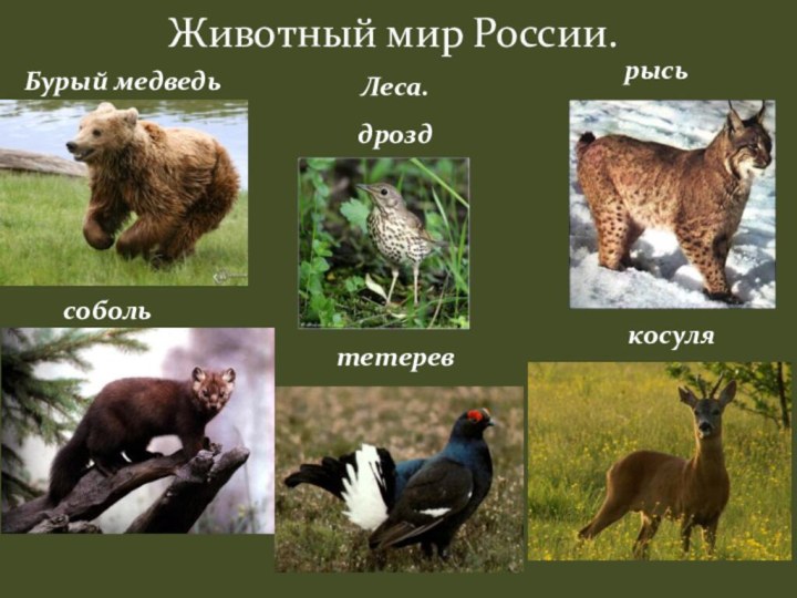 Животный мир России.Леса.Бурый медведьрысьсобольдроздтетеревкосуля
