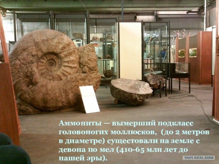 Аммониты — вымерший подкласс головоногих моллюсков, (до 2 метров в диаметре) сущестовали