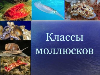 Презентация по биологии Классы моллюсков 7 класс