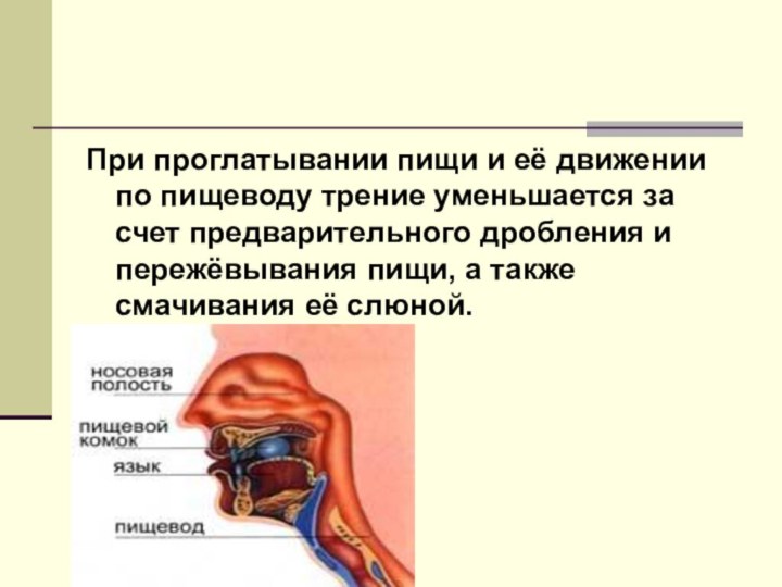 При проглатывании пищи и её движении по пищеводу трение уменьшается за счет