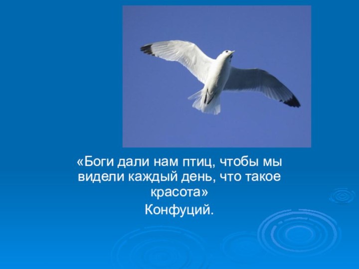 «Боги дали нам птиц, чтобы мы видели каждый день, что такое красота»Конфуций.