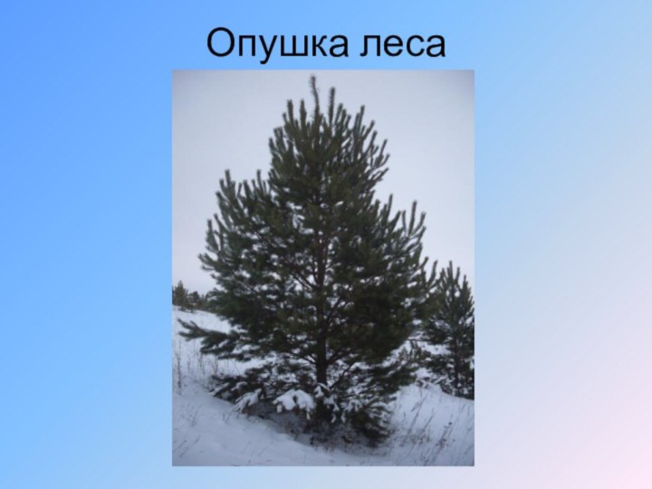 Опушка леса