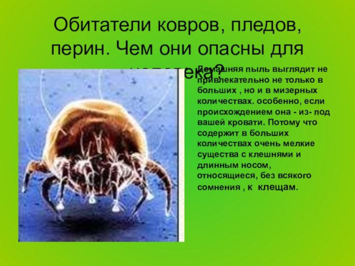 Обитатели ковров, пледов, перин. Чем они опасны для человека?Домашняя пыль выглядит не