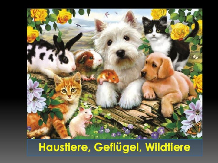 Haustiere, Geflügel, Wildtiere