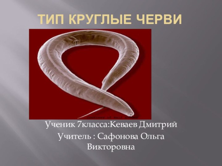 Тип Круглые червиУченик 7класса:Кеваев ДмитрийУчитель : Сафонова Ольга Викторовна