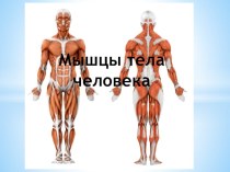 Презентация по окружающему миру Мышцы тела человека