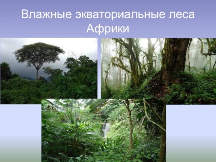 Влажные экваториальные леса Африки